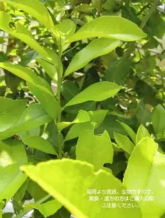 無農薬　レモンの葉（約100枚）