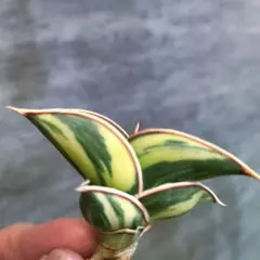 2026年最新】サンスベリア ロリダの人気アイテム - メルカリ