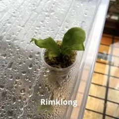 atuo様 リクエスト 3点 まとめ商品