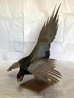 【美品】キジの剥製　ケース付き Yahoo!オークション -「キジ 剥製」の落札相場・落札価格