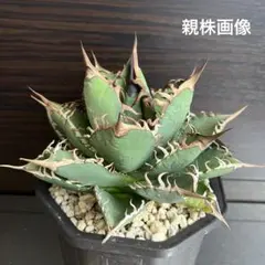 2026年最新】#激怒之舞の人気アイテム - メルカリ