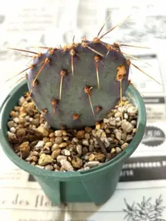 オプンチアサンタリタ、スーパーコンパクトフォルム Amazon.co.jp: Opuntia santa-rita compact form オプンチア