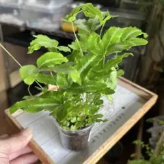 か*家様 アデニア アクレアータ 挿し木用 枝 - メルカリ