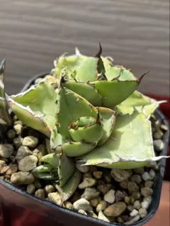 spinasetmassas様 リクエスト 2点 まとめ商品