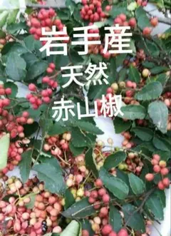 花山椒 【秀品 】奈良県吉野産 無農薬 期間限定 冷蔵着払 200g