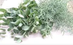 フレッシュ　ユーカリ　ブルーアイス　２種　25本以上➕おまけ数本箱いっぱいに