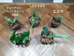 2025年最新】ハクナマタタ ビカクシダの人気アイテム - メルカリ