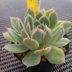多肉植物 霜椿×シムランスラグナサンチェス【抜き苗】 - メルカリ