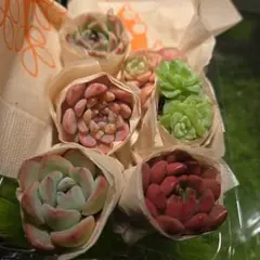 エケベリア・多肉植物ミックスセット 6個 c