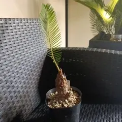 2025年最新】蘇鉄 子株の人気アイテム - メルカリ