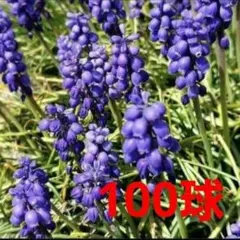 ✨セール✨《中サイズ・100球》ムスカリ　球根　大量　まとめ売り❗のサムネイル