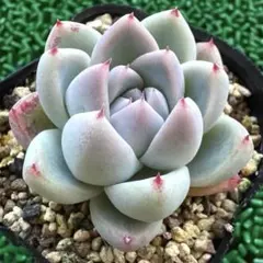 2026年最新】ケッセルリンギアナの人気アイテム - メルカリ