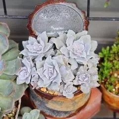 2025年最新】クリスペートビューティーの人気アイテム - メルカリ