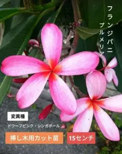 プルメリア５号鉢　　3品種セットボレロのみ花付き　シンガポールホワイト追加1鉢。 プルメリア：ボレロ（Bolero）5号鉢植え の通販 | 園芸ネット