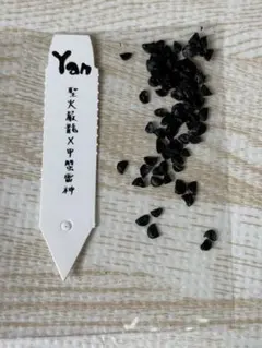 藍光覆輪×武蔵厳竜 10粒 台湾ナーセリーYan作出ハイブリッド種子 藍光覆輪×武蔵厳竜 10粒 台湾ナーセリーYan作出ハイブリッド種子