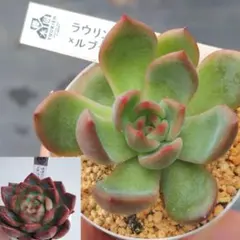 ㉜大きめ 優木園さん苗 桃くま❣️群青蓮花❣️伊弉諾❣️発根済5苗メルカリ便込 ㉜大きめ 優木園さん苗 桃くま❣️群青蓮花❣️伊弉諾❣️