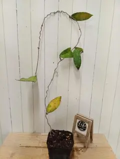 ホヤ カウダータ ゴールド 匿名配送 Hoya caudata gold - メルカリ