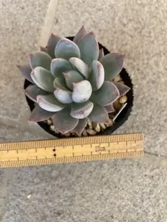 ゆーちゃん様 リクエスト 2点 まとめ商品