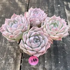 よっしー様 リクエスト 6点 まとめ商品