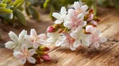 今年度のオーダー開始　現在2名オーダー待ち【桜の髪飾り】L つまみ細工  髪飾り