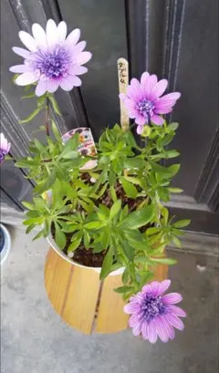 オステオスペルマム苗　1苗です　＋選べるおまけつき 2025年最新】オステオスペルマムの人気アイテム - メルカリ