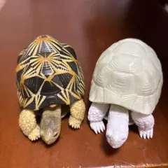 亀のフィギュア