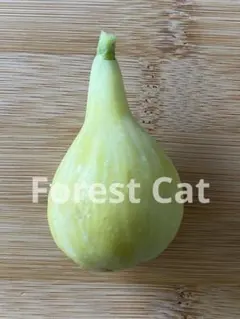 2026年最新】イチジク穂木の人気アイテム - メルカリ