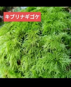 キブリナギゴケ　苔　テラリウム　パルダリウム　ビバリウム　アクアリウムのサムネイル
