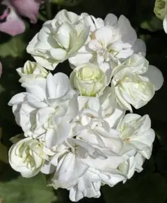 ゼラニウム八重（薔薇）咲き白⑩抜き苗コンパクト便のサムネイル