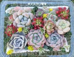 【メルカリ便】エケベリア セダム 多肉寄せ植え 多肉詰め合わせ 多肉弁当