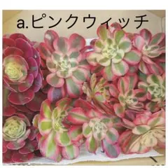 a.ピンクウィッチ(宅急便コンパクト箱いっぱい) アエオニウム　多肉植物のサムネイル