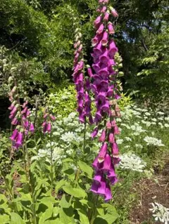 ジギタリス 濃いピンク色 花種