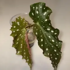 立木性ベゴニア カット苗 挿し穂 発根 観葉植物 芳香 - メルカリ