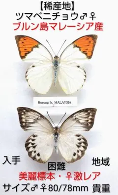 最終価格‼️日本産蝶標本【完全絶滅種】ヤマキチョウ♂♀★青森県産★極極稀標本 最終価格‼️日本産蝶標本【完全絶滅種】ヤマキチョウ♂♀☆青森県産