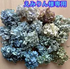 紫陽花ドライフラワー F3 120サイズ 北海道産 紫陽花 ドライフラワー 北海道産 80サイズ 33 - メルカリ
