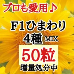 ❤処分増量中❤F1ひまわり４種MIX 50粒　サンリッチシリーズのサムネイル