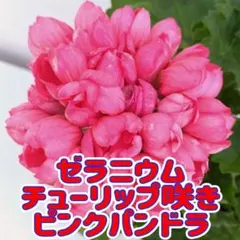 2026年最新】ゼラニウムパンドラの人気アイテム - メルカリ