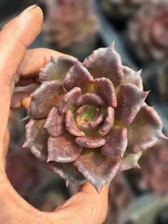 Top【選抜株】多肉植物 26780アボカドクリーム 6個 鉢無し/脱土 - メルカリ