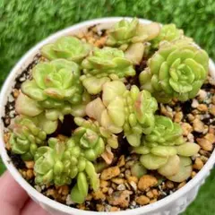 Top【選抜株】多肉植物 23645ローリーエーナス 30個 鉢無し/脱土