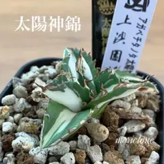 2026年最新】太陽神 アガベの人気アイテム - メルカリ