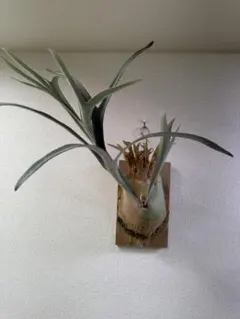 Re:ens Iron Object Stand｜無垢材×鉄 一点物 - メルカリ