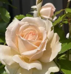 2025年最新】キャンドスビューティーの人気アイテム - メルカリ