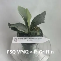 P. FSQ VP#2 × P. Griffin Mix spore【56】 - メルカリ