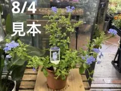 ルリマツリ苗木　青　スタンダード仕立て　プルンバゴ ポットごとメルカリ便発送 ルリマツリ苗木 青 スタンダード仕立て プルンバゴ ポットごとメルカリ