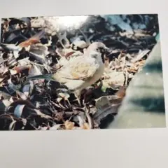 【即購入可能】L版スズメの写真