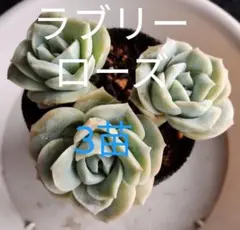 olive*様 リクエスト 2点 まとめ商品