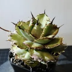 2026年最新】アガベ チタノタ フィリグリーの人気アイテム - メルカリ