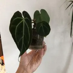 2025年最新】アンスリウム クリスタリナムの人気アイテム - メルカリ