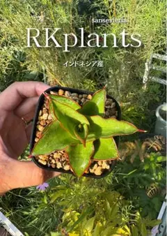 ロリダ バリエガータ 斑入り サンセベリア 抜き苗 【極縞斑】 - メルカリ