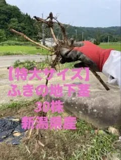 オニヒカゲワラビの苗 600g - メルカリ